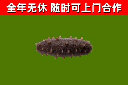 抚远烟酒回收干海参.jpg
